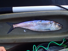 Alosa kessleri