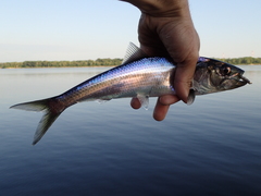 Alosa kessleri