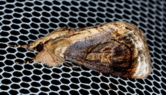 Zalissa catocalina