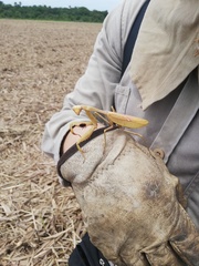 Stagmatoptera femoralis