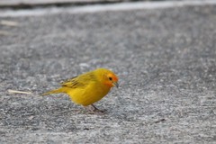 Sicalis flaveola