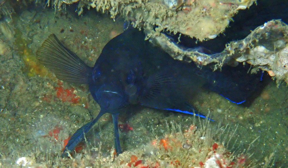 Blue-Tip Longfin photo 3