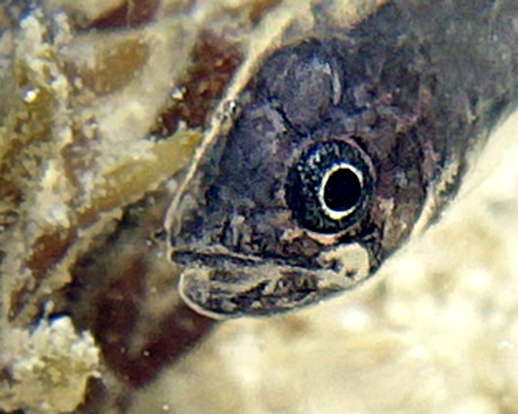 Pearl-Jawed Cardinalfish