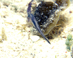 Pseudamia