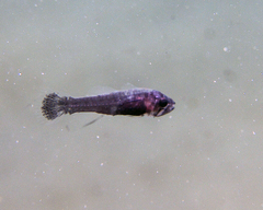 Pseudamia