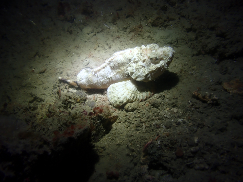 Scorpaenopsis neglecta observed 2026-04-18