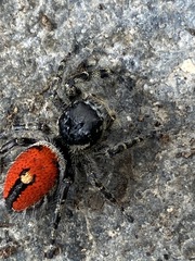 Phidippus phoenix