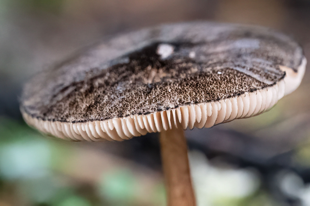 Pluteus perroseus · April 2026 · photo: © abnatural (iNaturalist, cc-by-nc)
