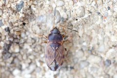 Cryphula trimaculata