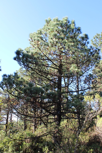 smooth-bark Mexican pine
