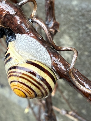 Cepaea hortensis