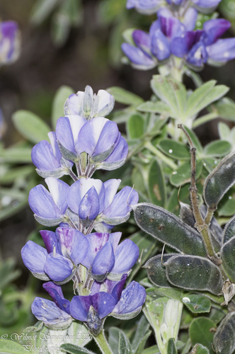 Lupinus pubescens, photograph 5
