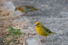 Sicalis flaveola