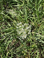 Ornithogalum fimbriatum