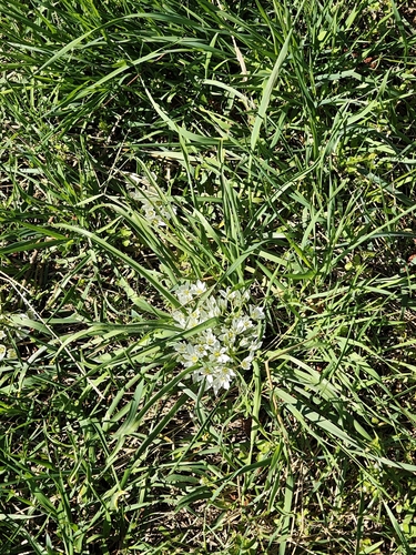 Ornithogalum fimbriatum, photograph 2
