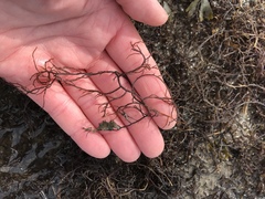 Gracilariopsis