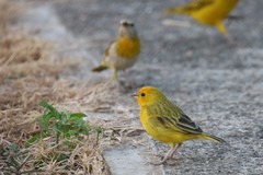 Sicalis flaveola