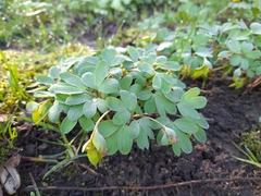 Corydalis intermedia, photograph author not stated, no rights reserved