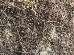 Gracilariopsis