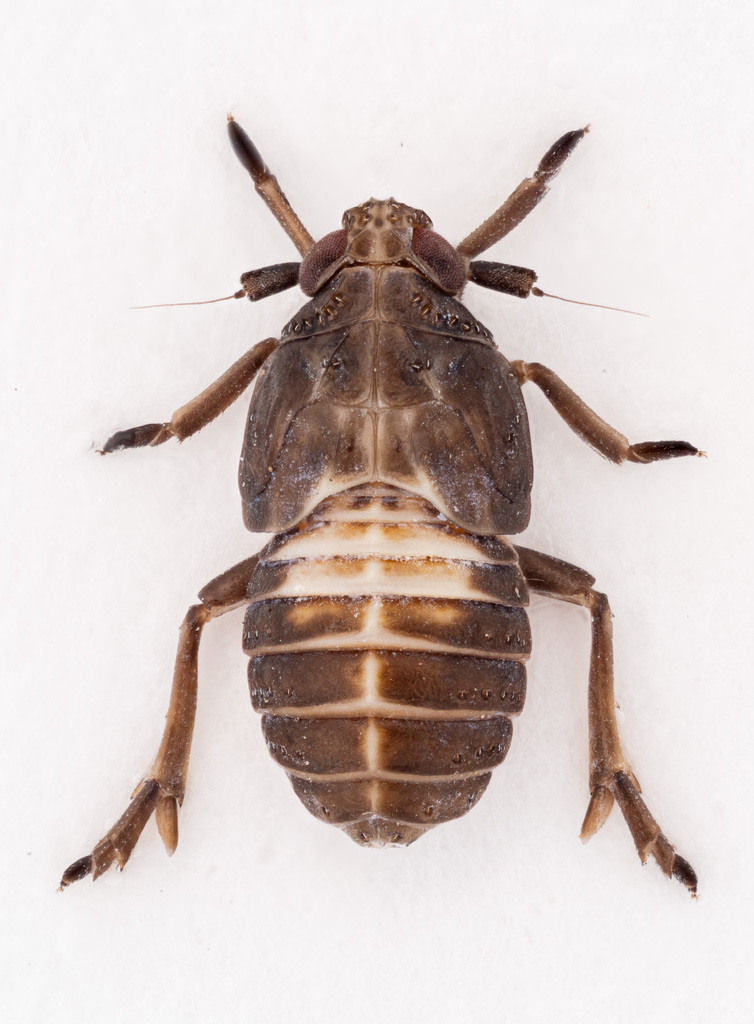 Achorotile longicornis
