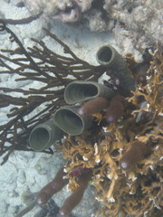 Callyspongia aculeata