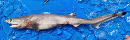 Heptranchias perlo