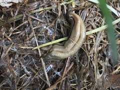 Bipalium pennsylvanicum