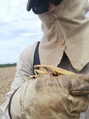 Stagmatoptera femoralis