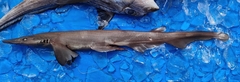 Borneo Catshark photo 3