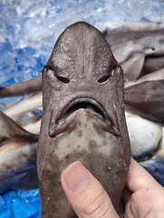 Borneo Catshark photo 2