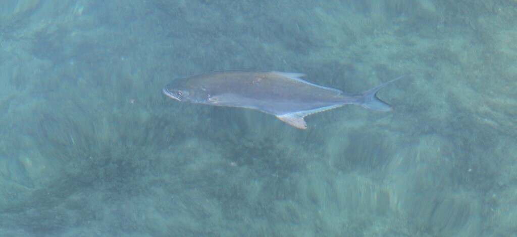Photo of Leerfish (Lichia amia)