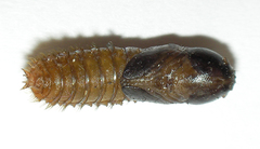 Tabanus maculicornis