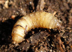 Tabanus maculicornis