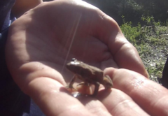 Rhinella horribilis