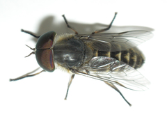 Tabanus maculicornis