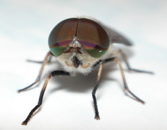 Tabanus maculicornis