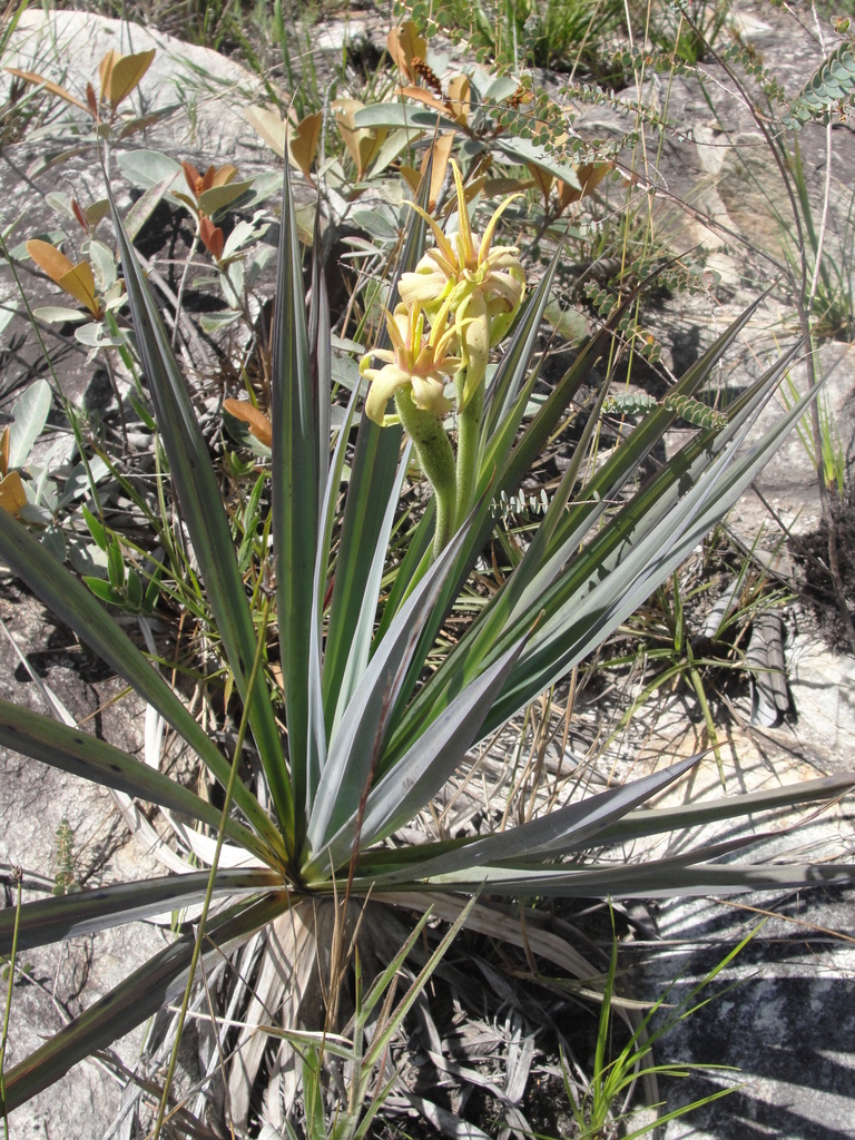 Barbacenia rubrovirens