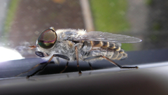 Tabanus maculicornis