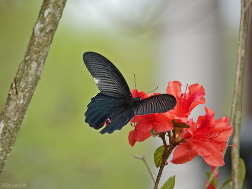 Spangle Swallowtail