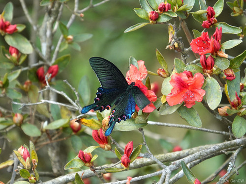 Chinese Peacock Swallowtail