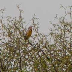 Sturnella magna auropectoralis