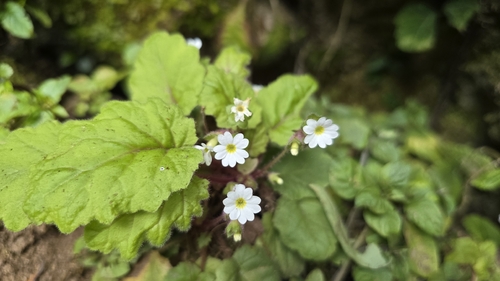 Primula filipes, photograph 4