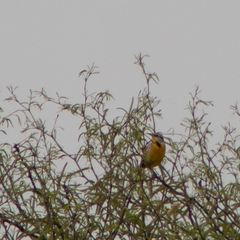 Sturnella magna auropectoralis