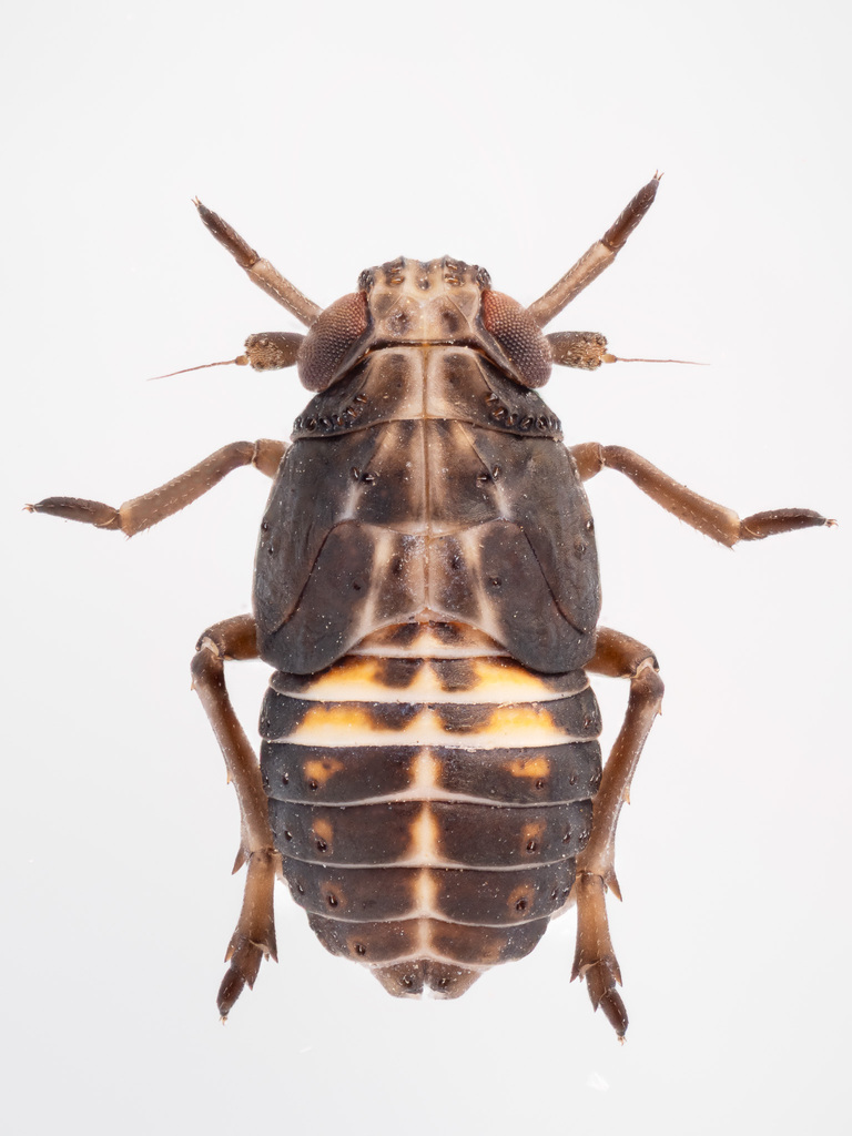 Achorotile albosignata