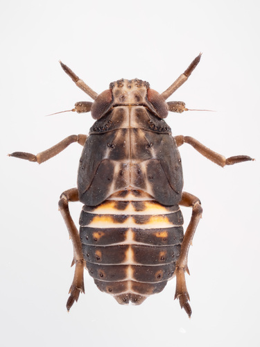 Achorotile albosignata