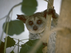 Brown Greater Galago photo 4