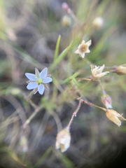 Spergula