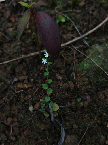 Stimpsonia chamaedryoides