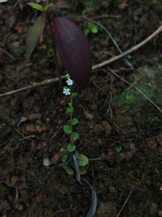 Stimpsonia chamaedryoides