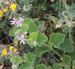 Pelargonium vitifolium